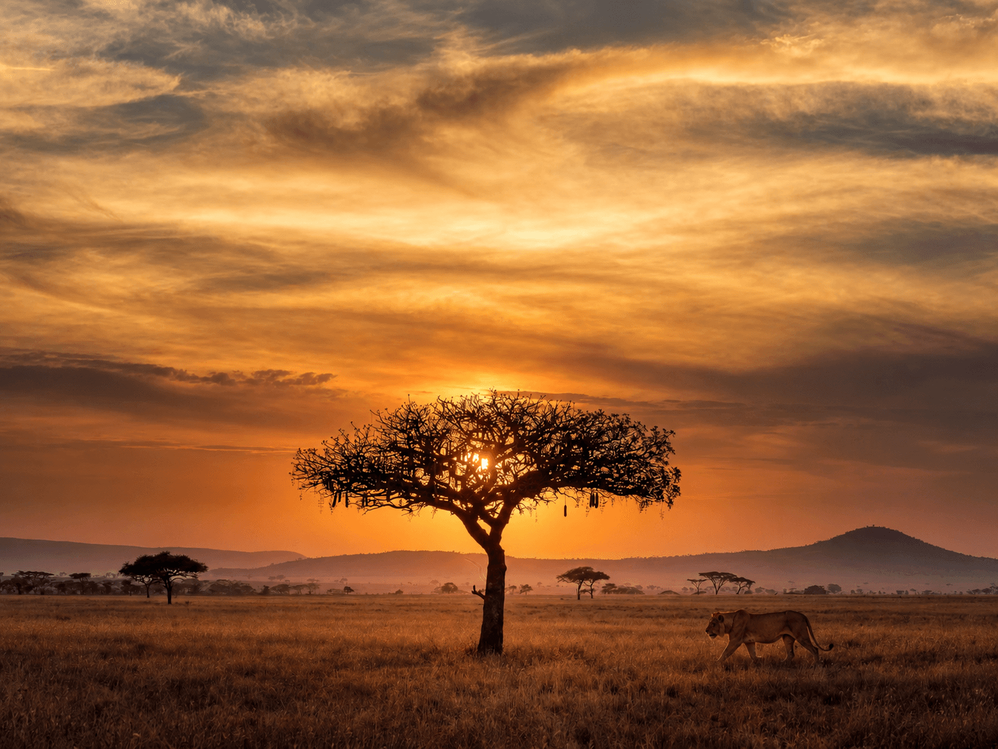 Safari landscape