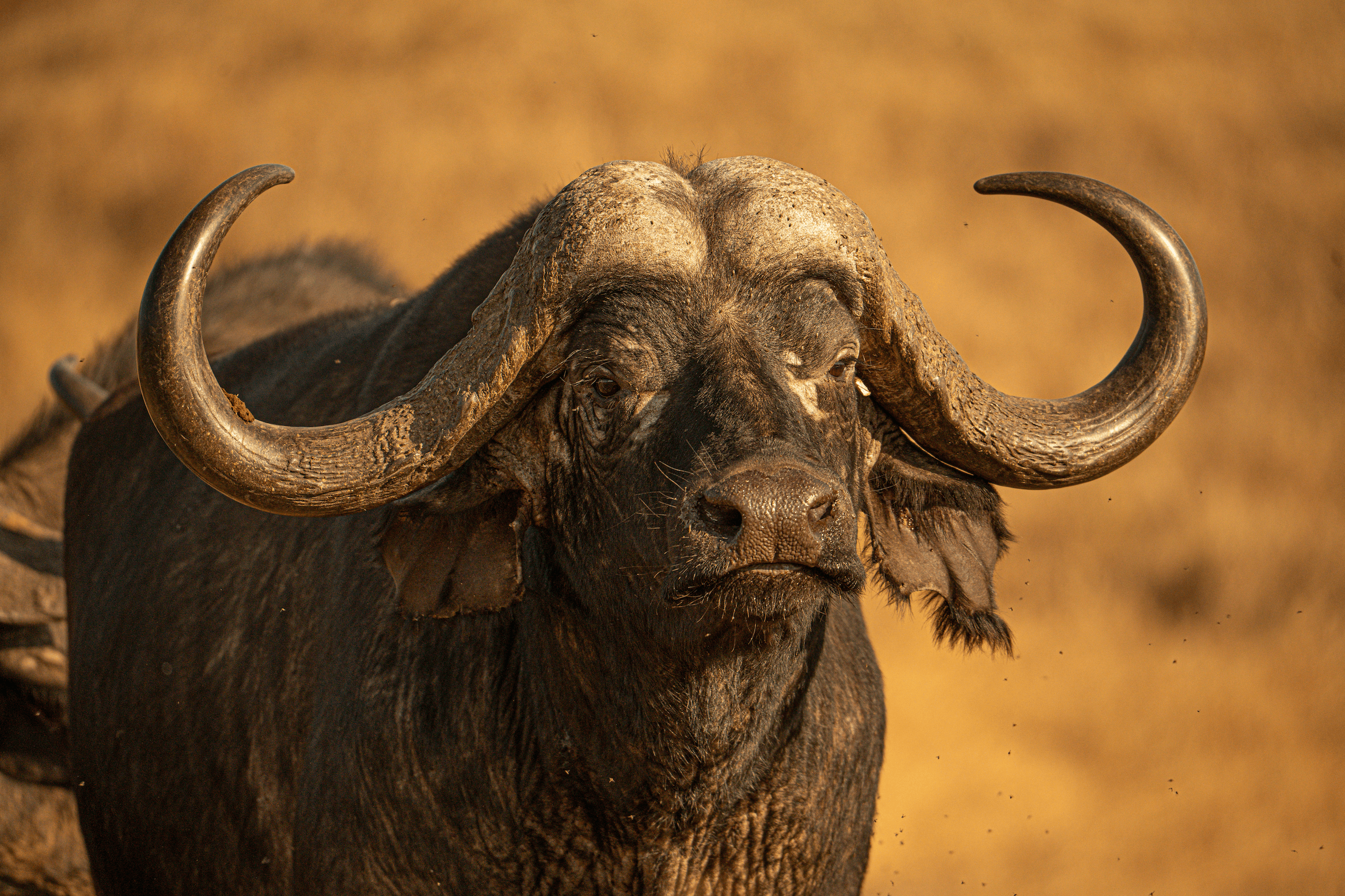 Ndutu Safari Migration