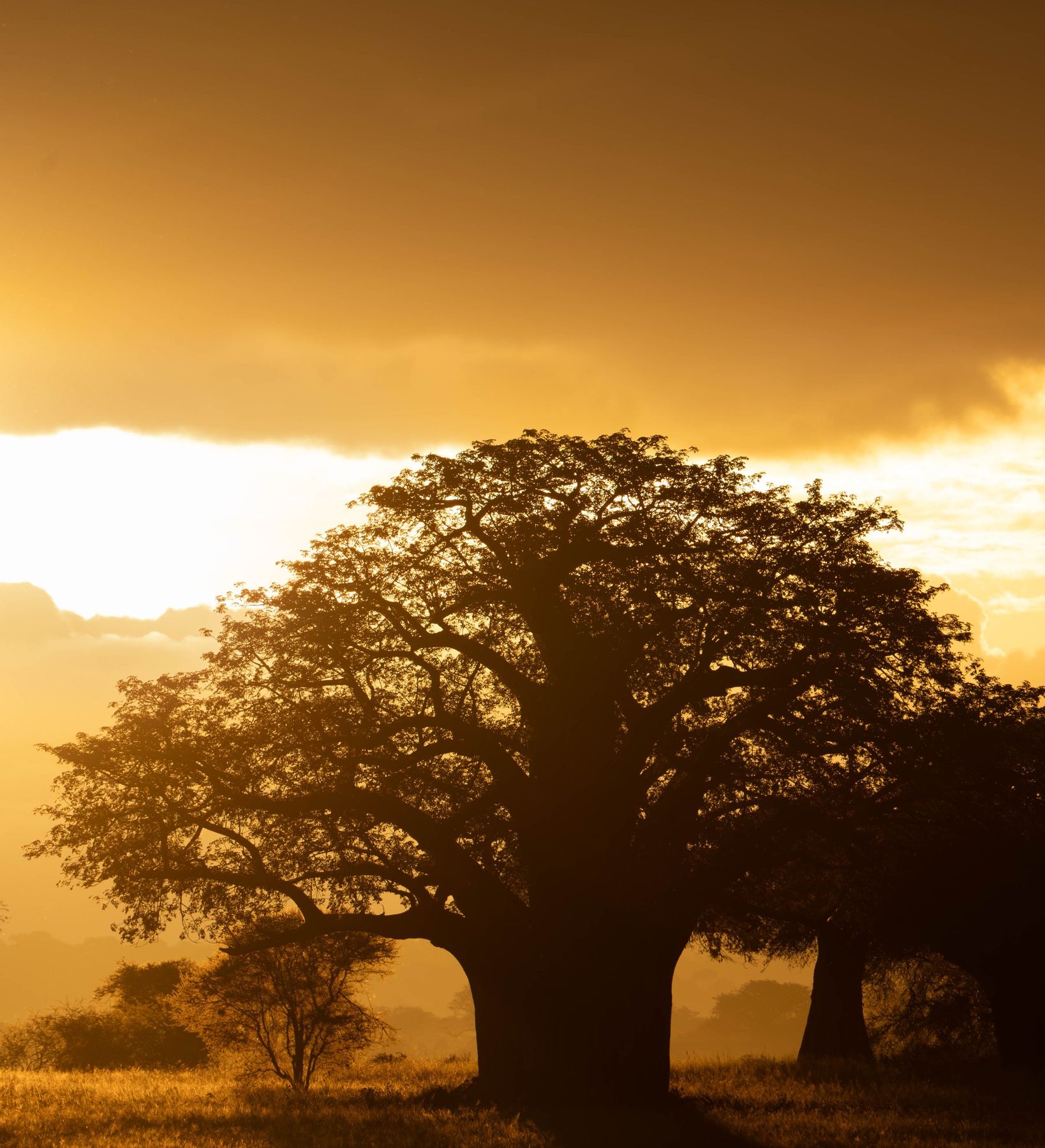 5 Days Tanzania's Treasure Safari