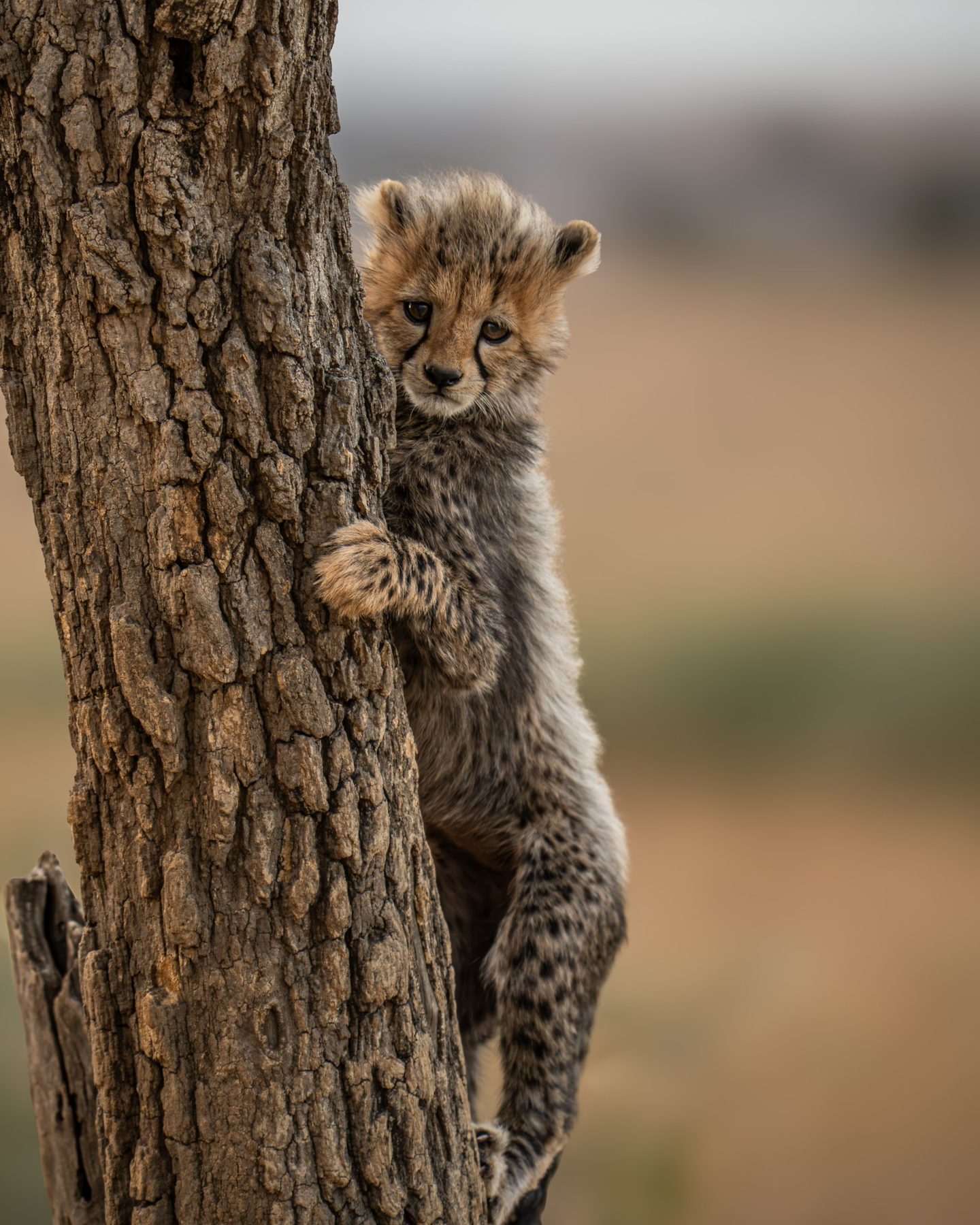 Cheetah cub peeking around a tree trunk in the Serengeti