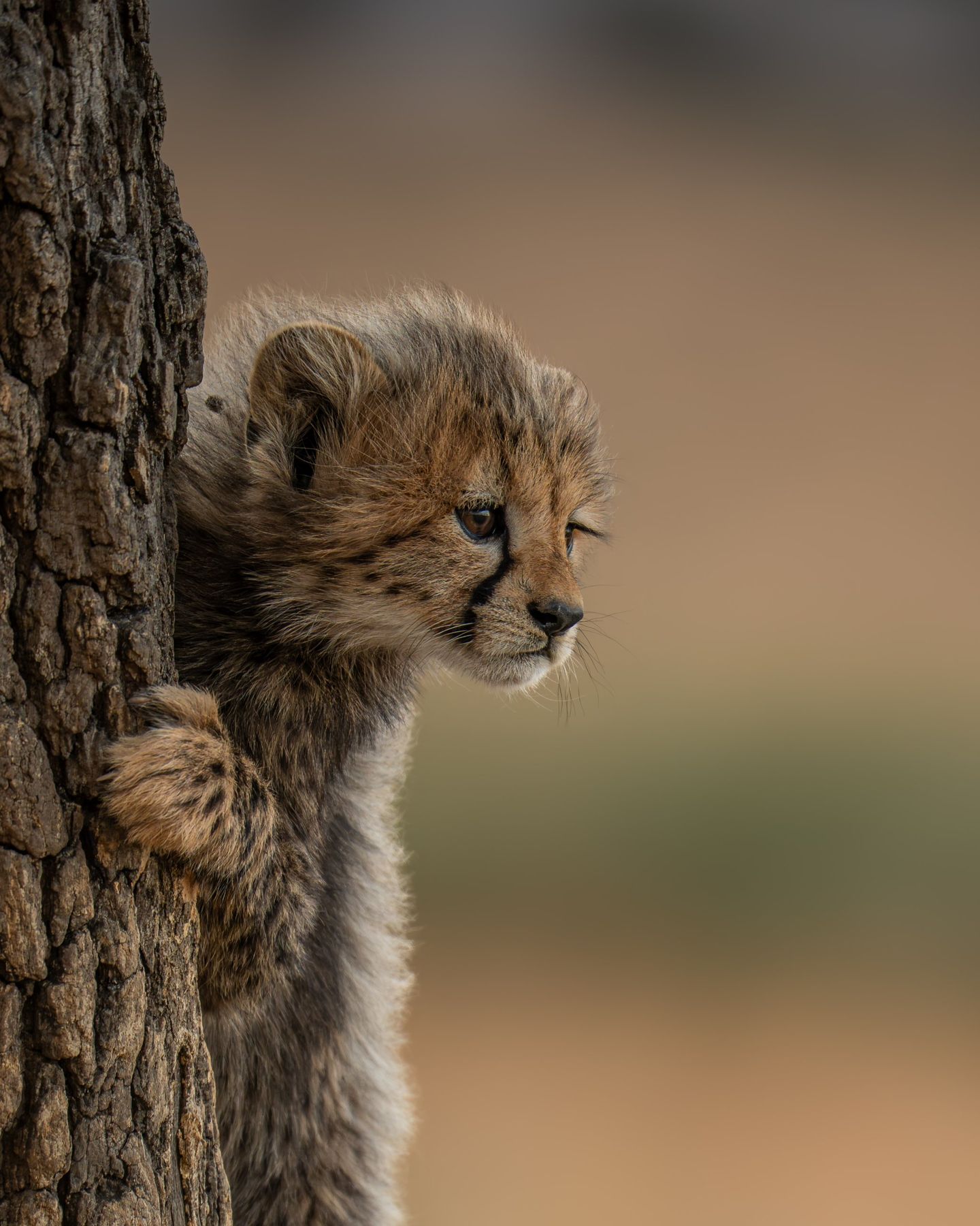 Cría de guepardo asomándose tras un tronco en el Serengeti