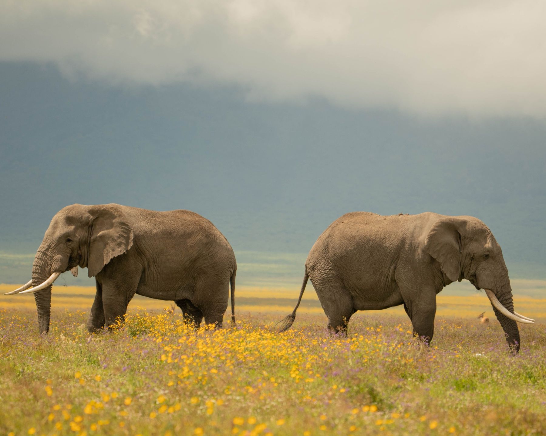 Elefantes macho entre flores silvestres en el cráter del Ngorongoro