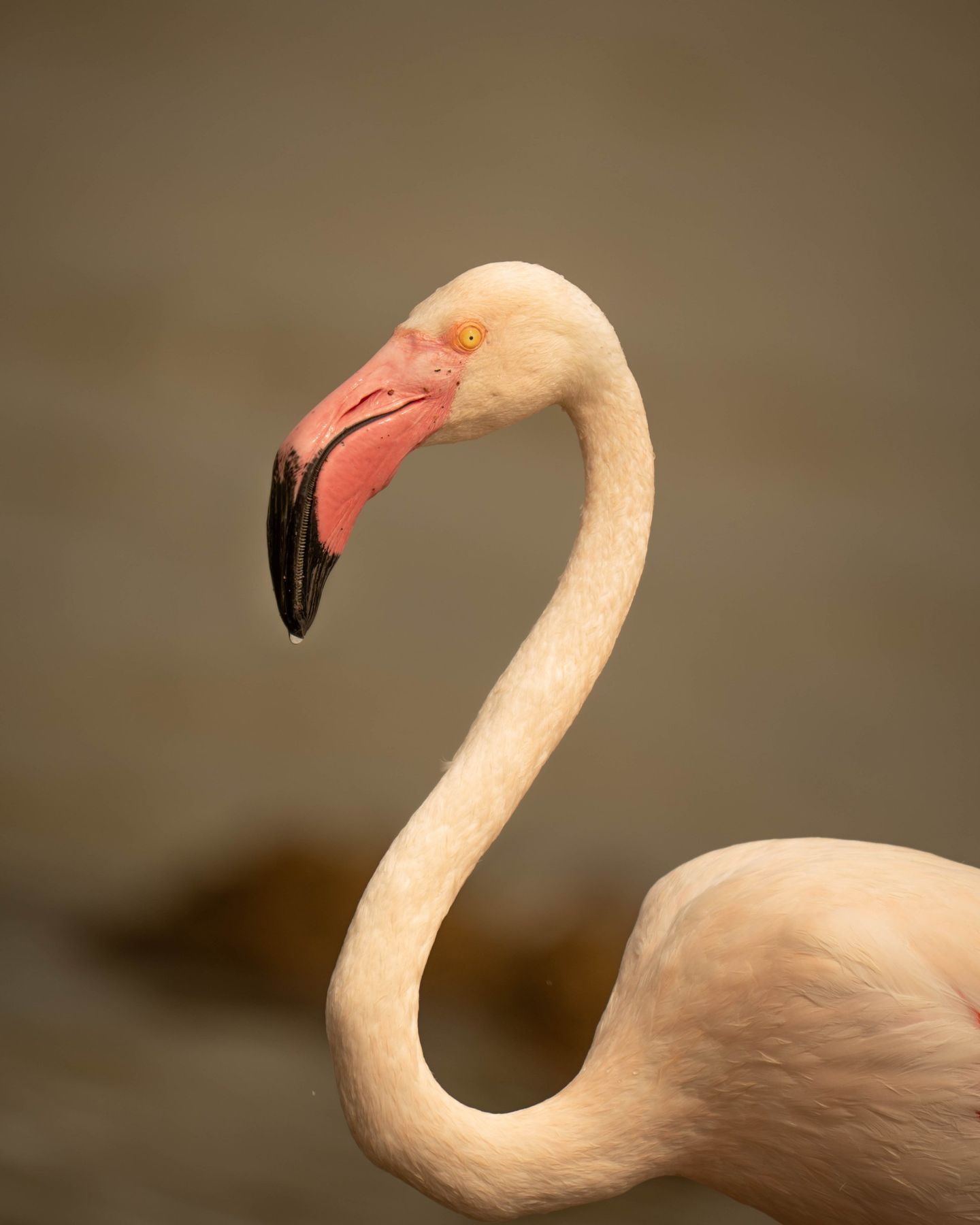Close-up of a greater flamingo