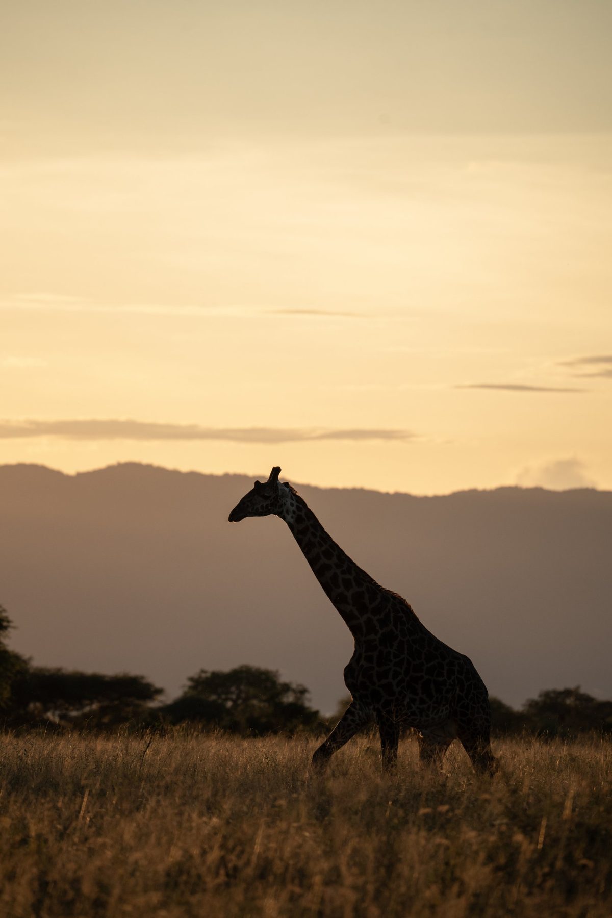 Silueta de jirafa al atardecer bajo el escarpe