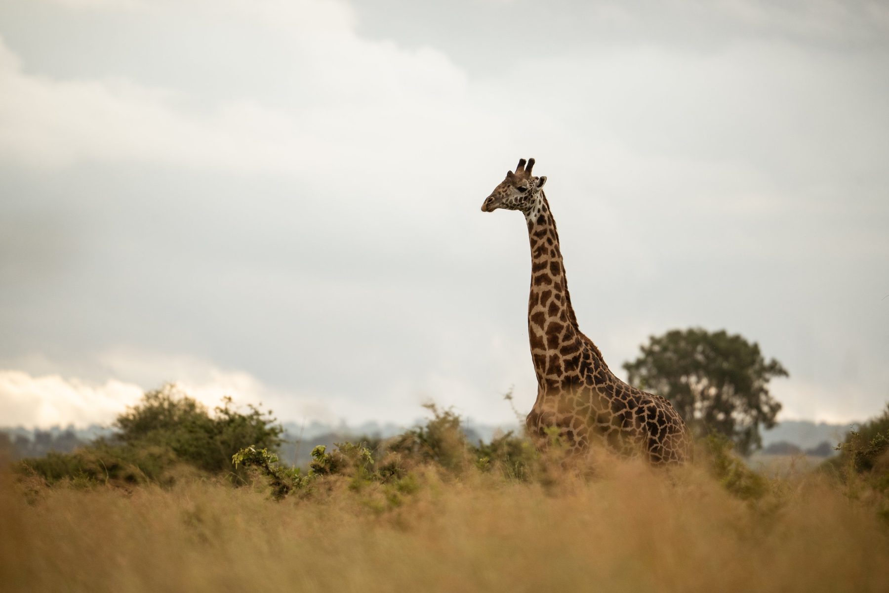 Masai giraffe under a stormy sky