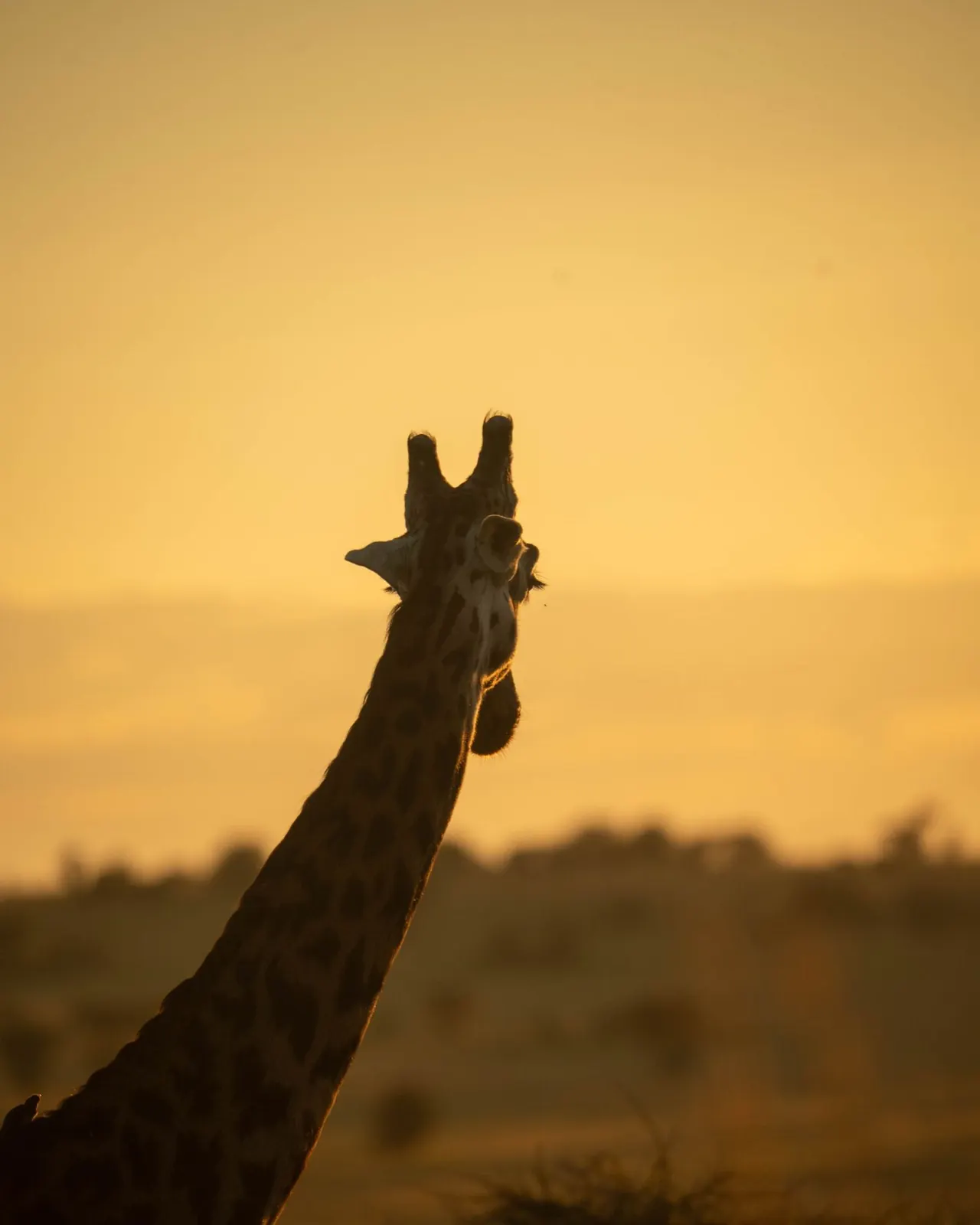 Giraffe at sunrise