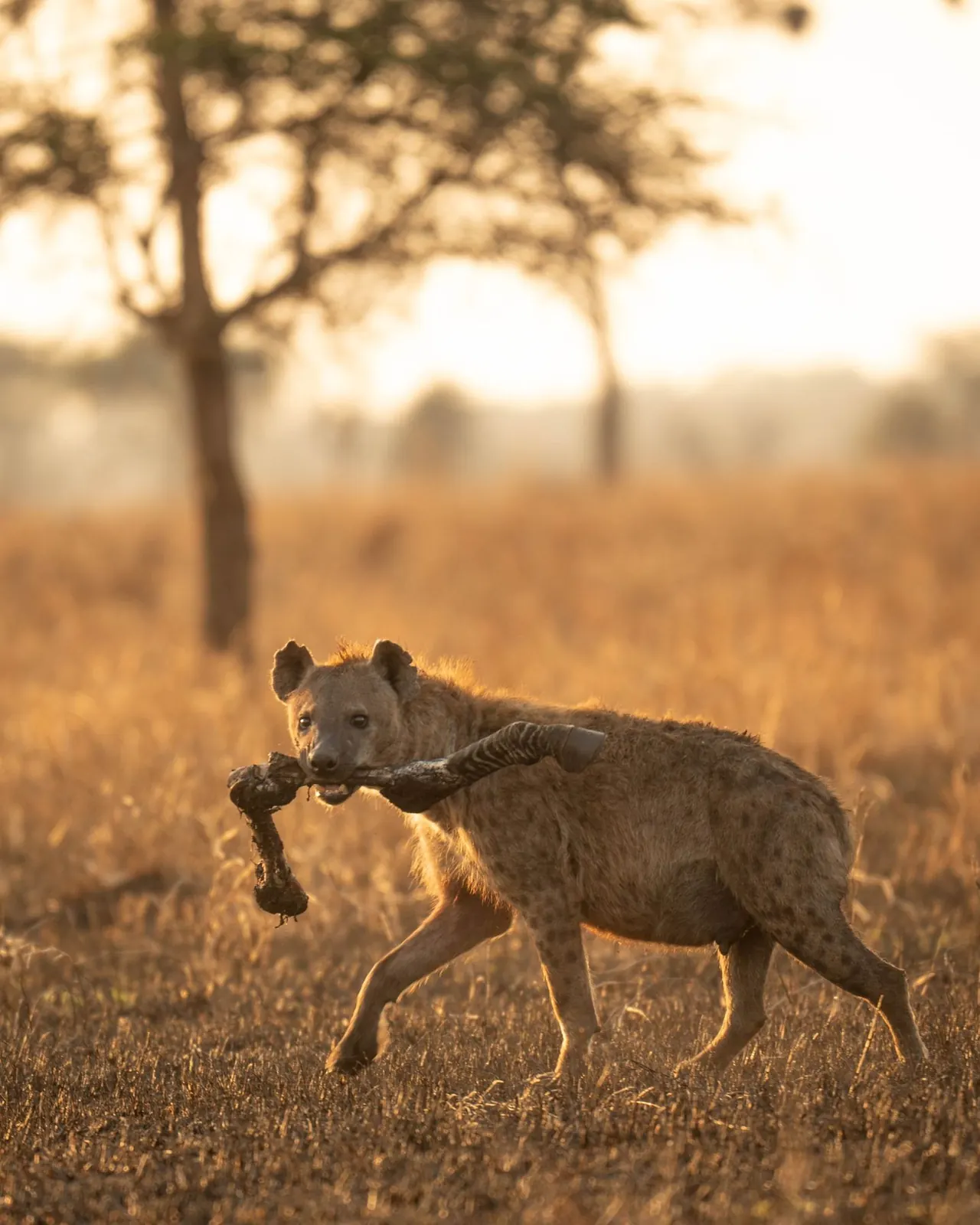 Hiena manchada llevando una pata de cebra al amanecer en el Serengeti