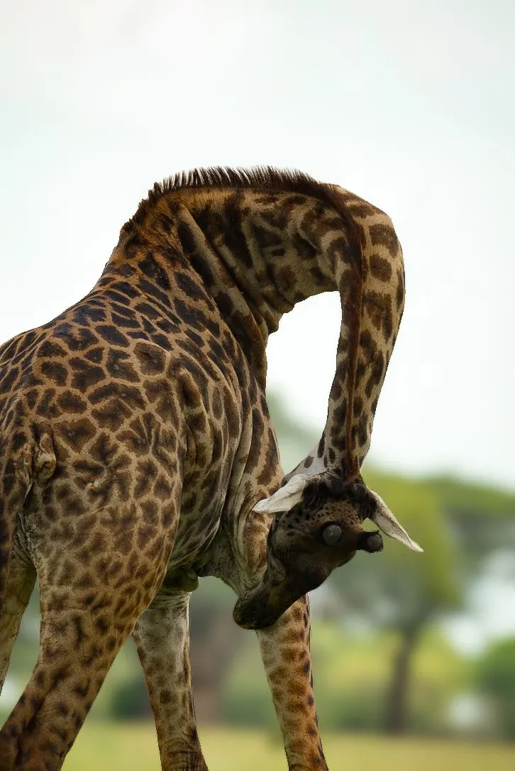 Jirafa masái doblando el cuello, Tanzania