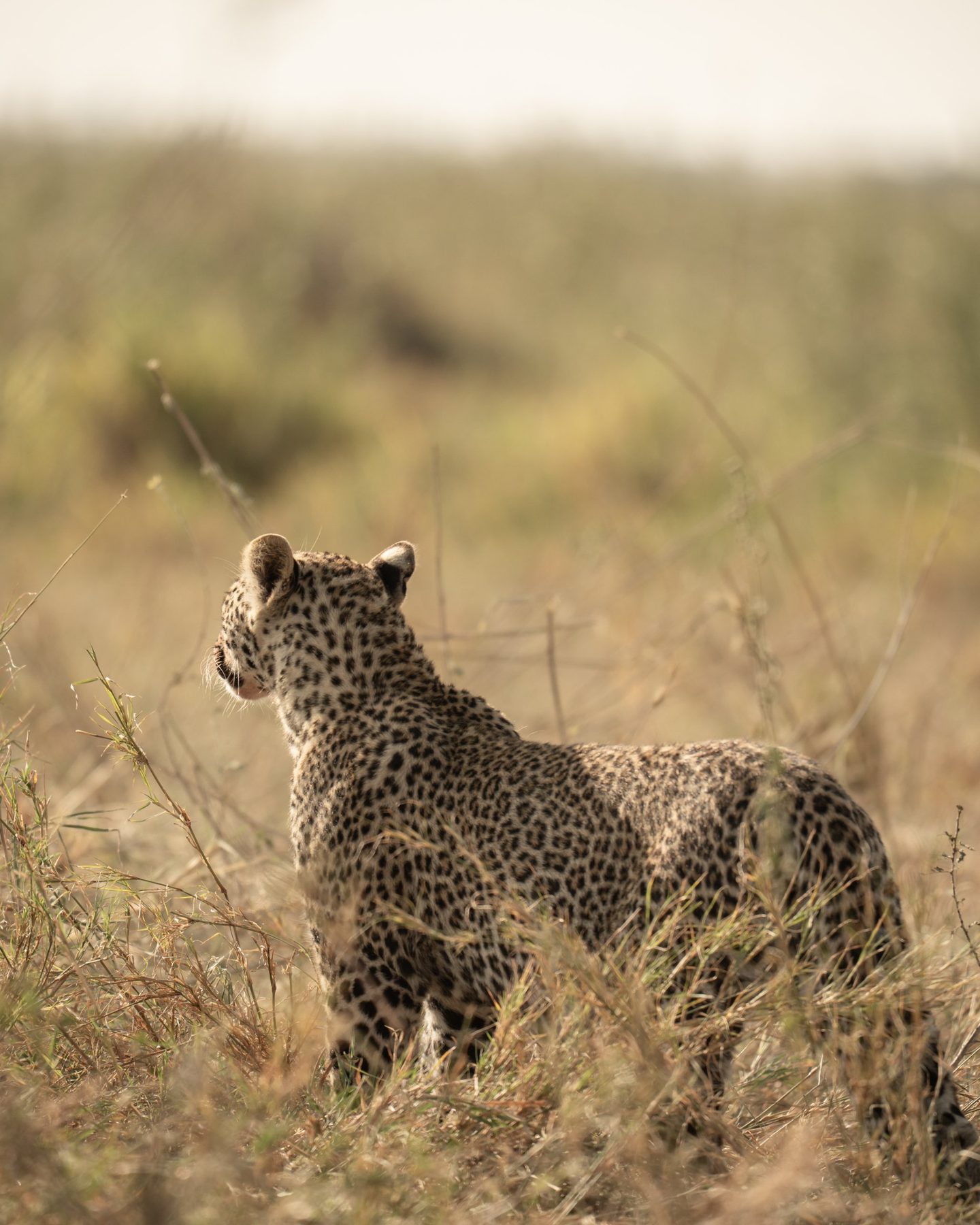 Leopardo en la hierba alta del Serengeti
