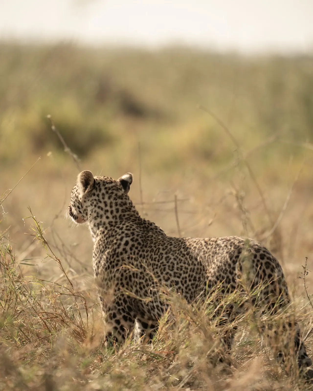 Leopardo en la hierba alta del Serengeti