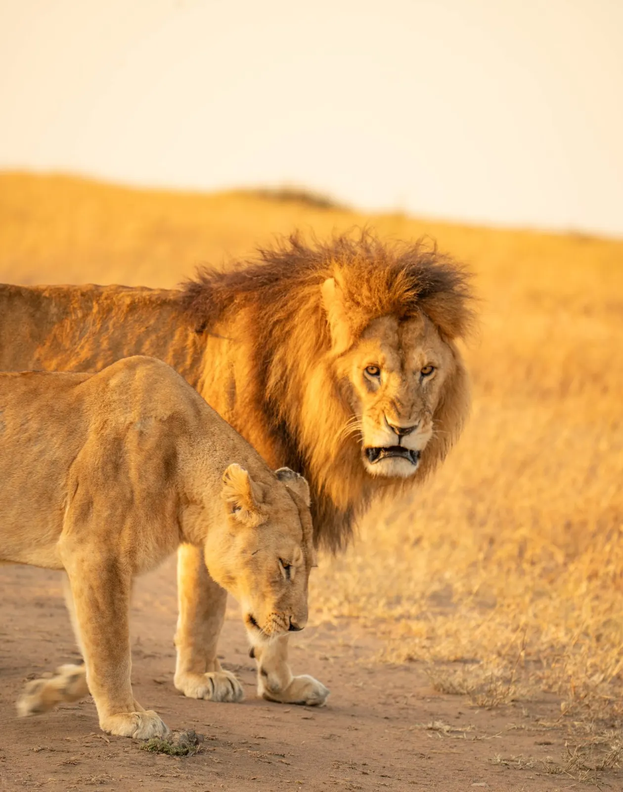 Safari definitivo por Tanzania de 7 días