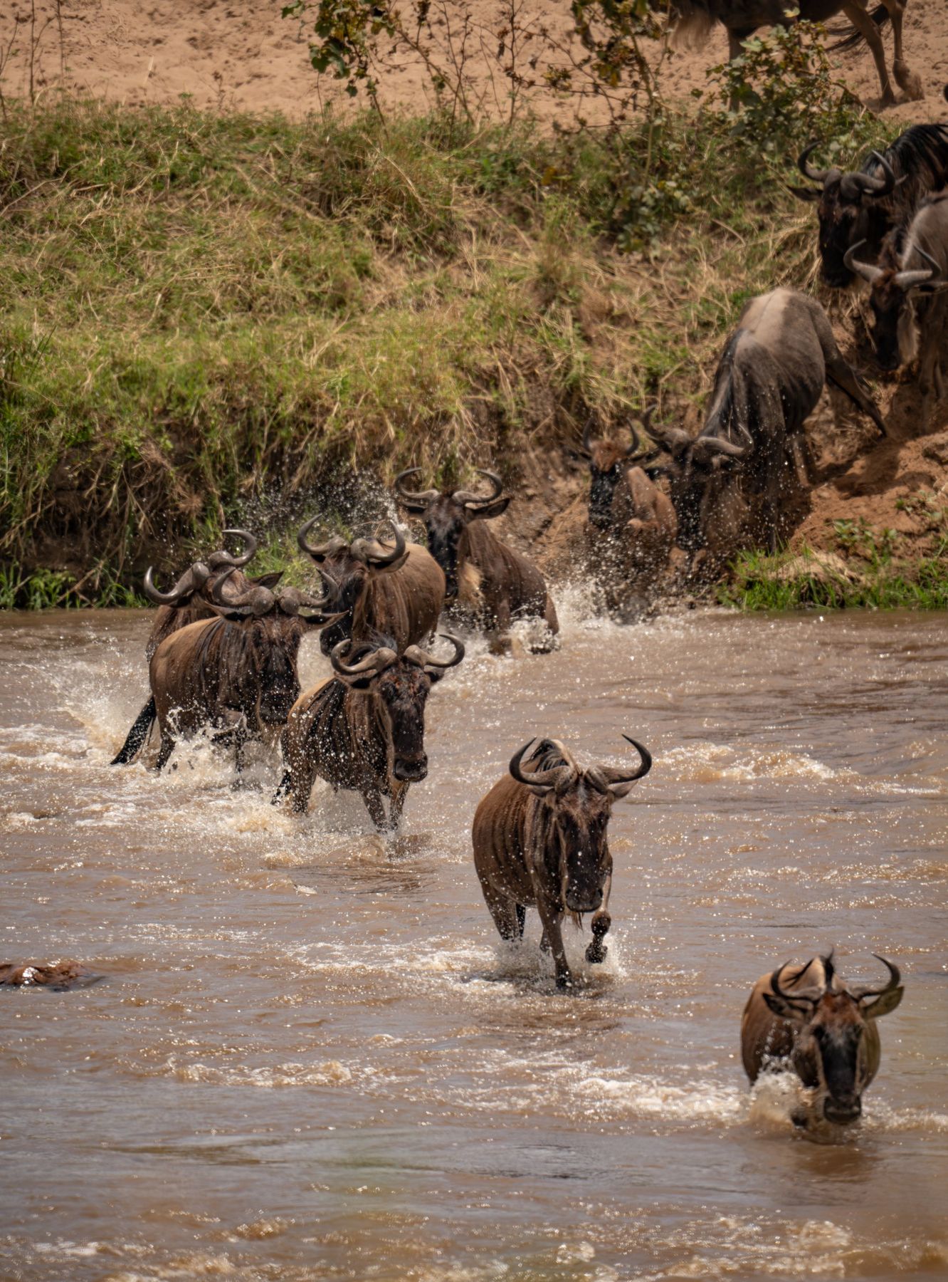 8 Days Best of the Great Migration