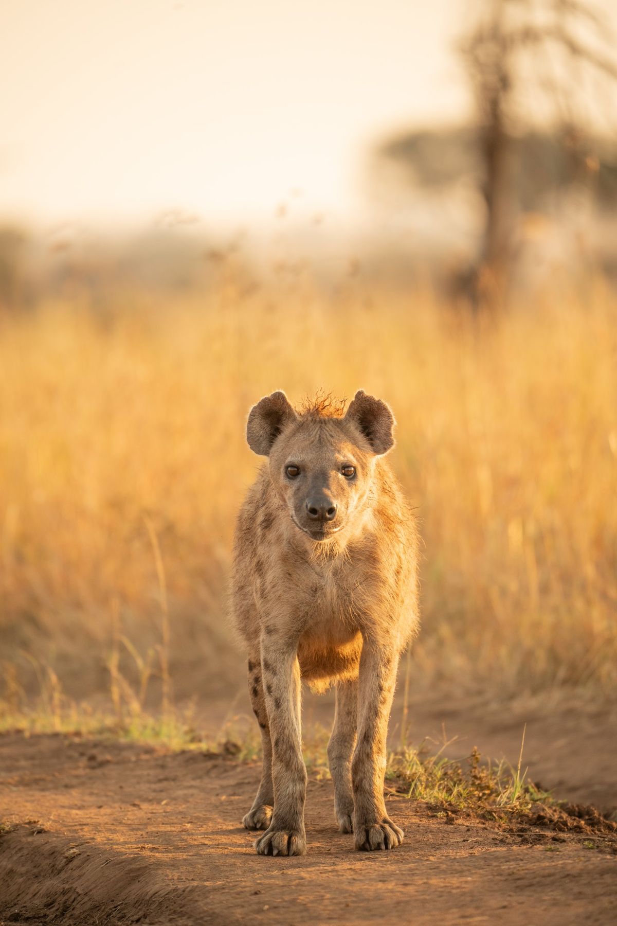 11 Days Best of Tanzania & Calving Season
