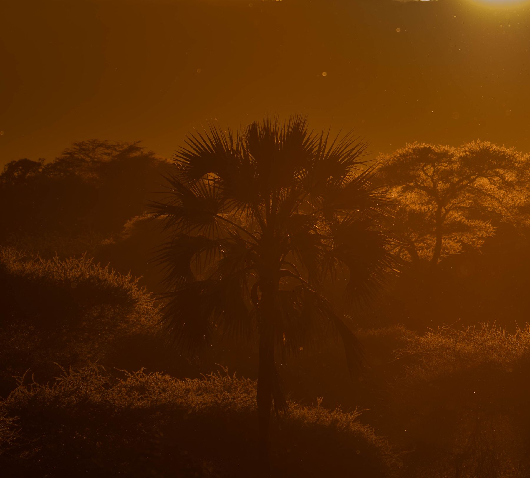 Palmera dum a contraluz al atardecer