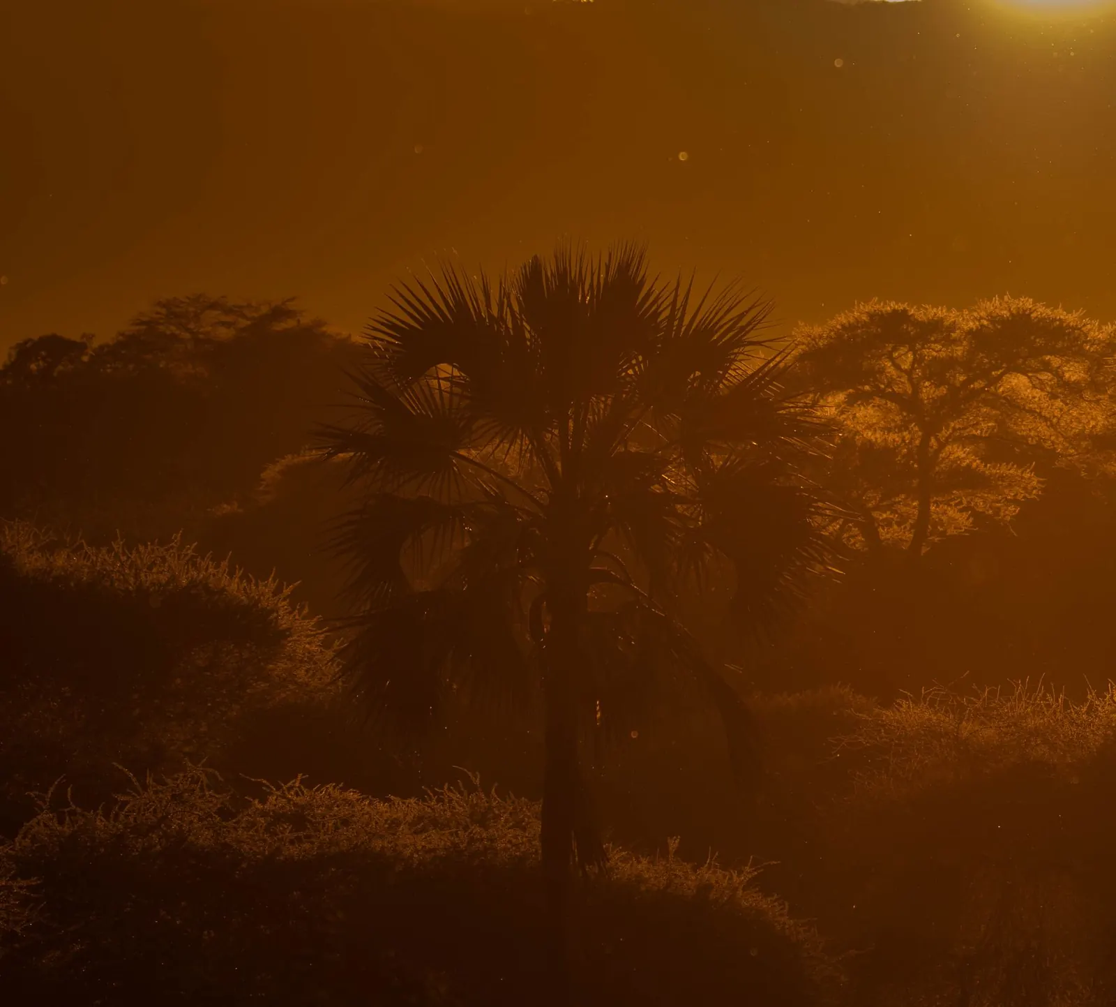 Palmera dum a contraluz al atardecer