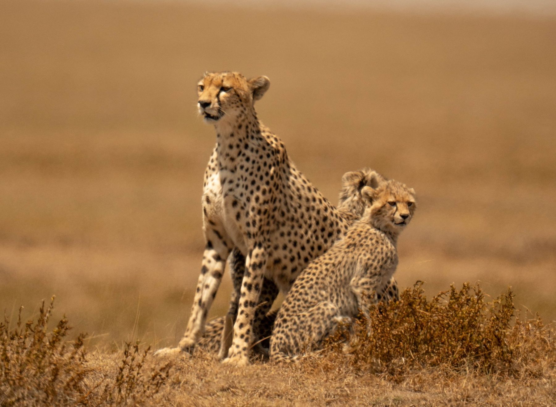Guepardo hembra y su cachorro en las llanuras del Serengeti
