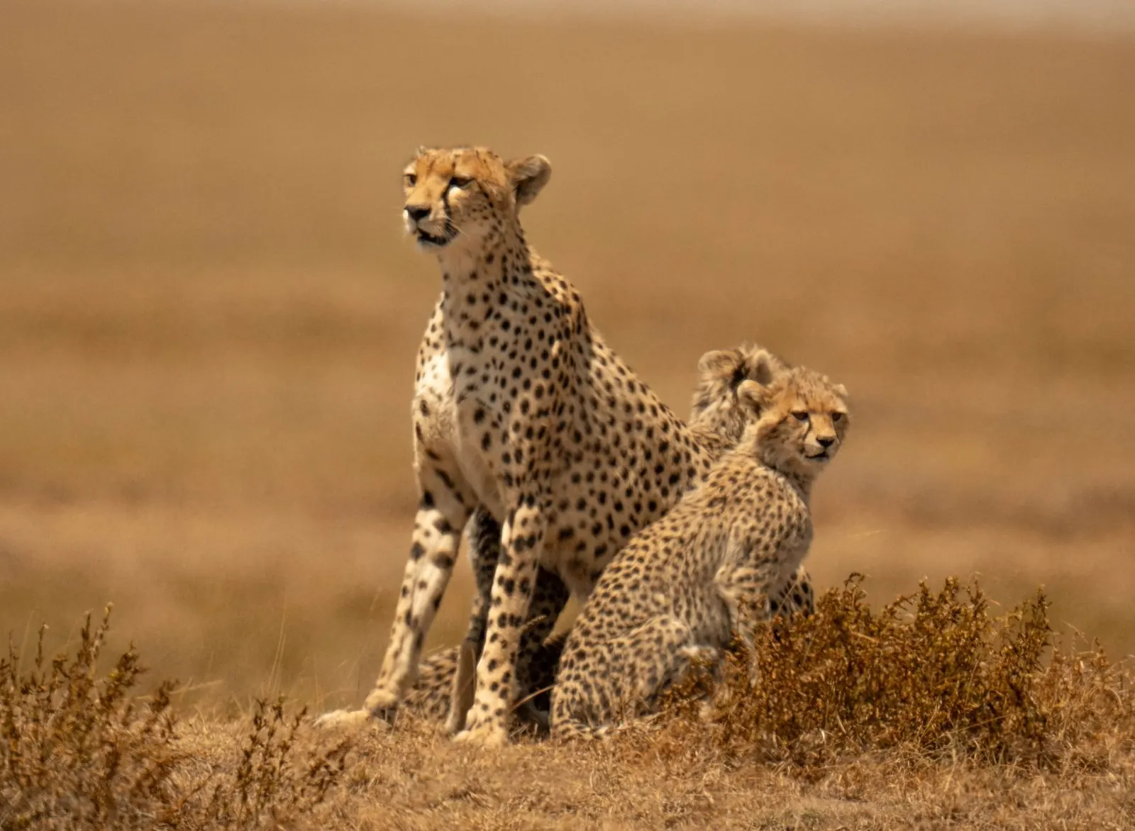Safari clásico de 6 días en Tanzania