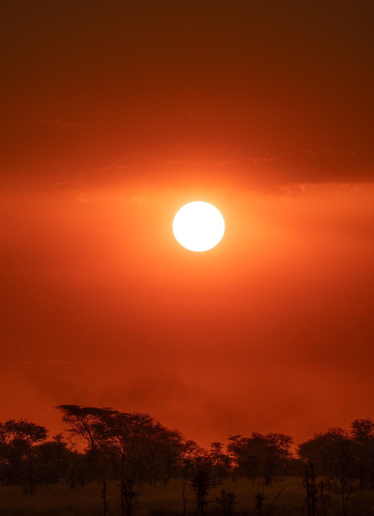 Sol rojo poniéndose tras las acacias del Serengeti