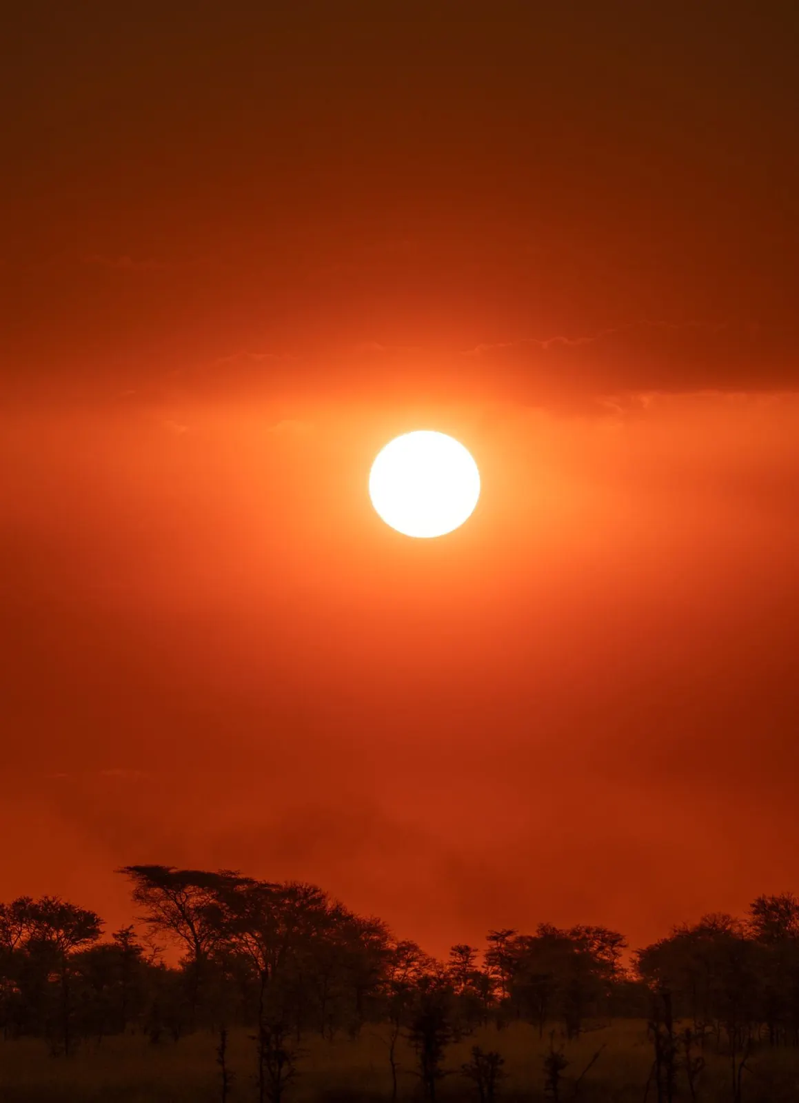 Sol rojo poniéndose tras las acacias del Serengeti