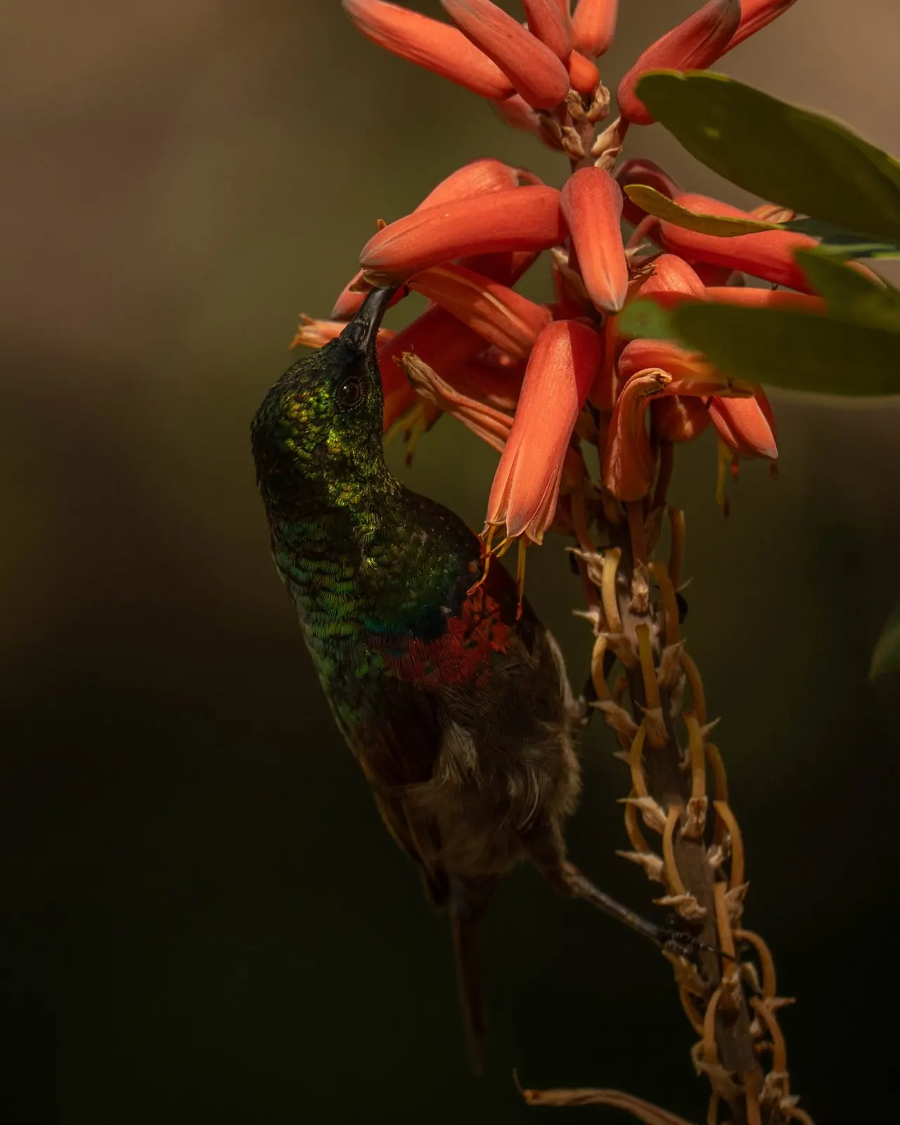 A sunbird feeding on aloe flowers