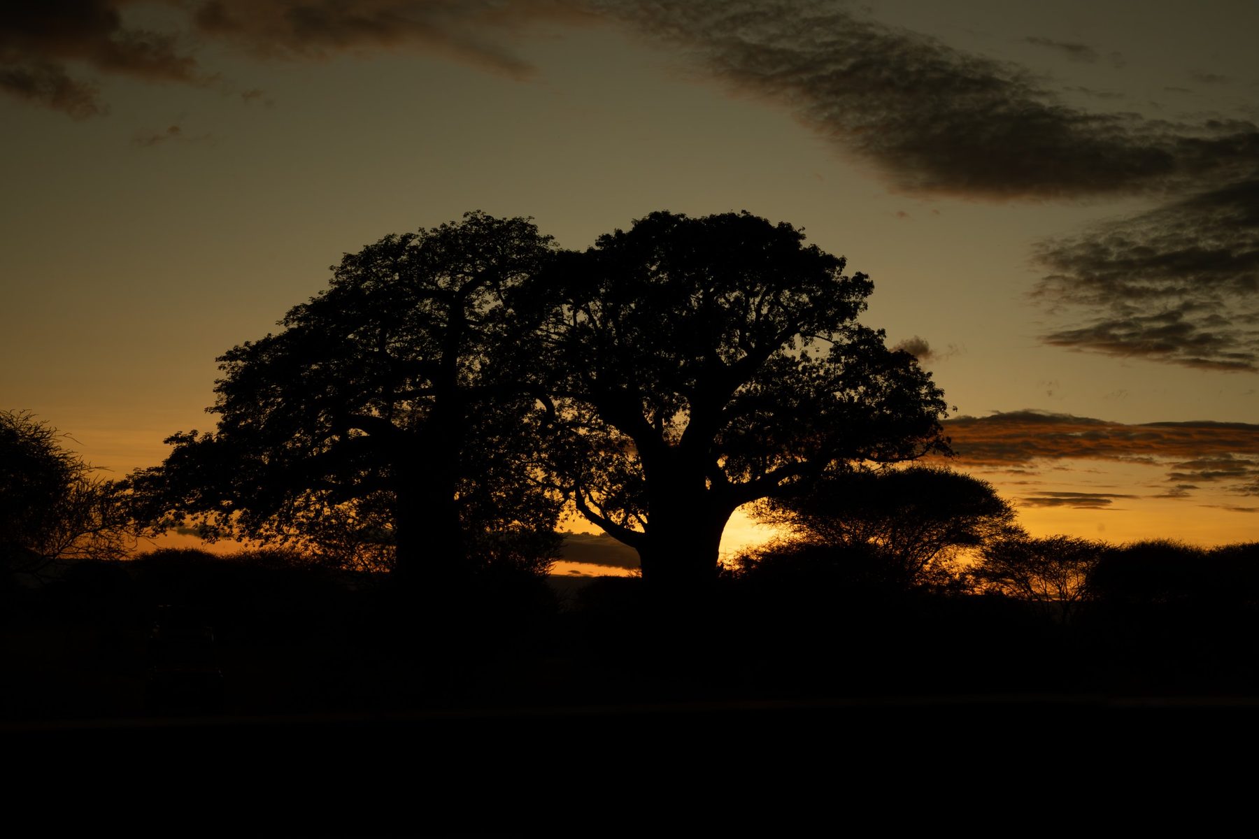 Siluetas de baobabs al atardecer en Tarangire