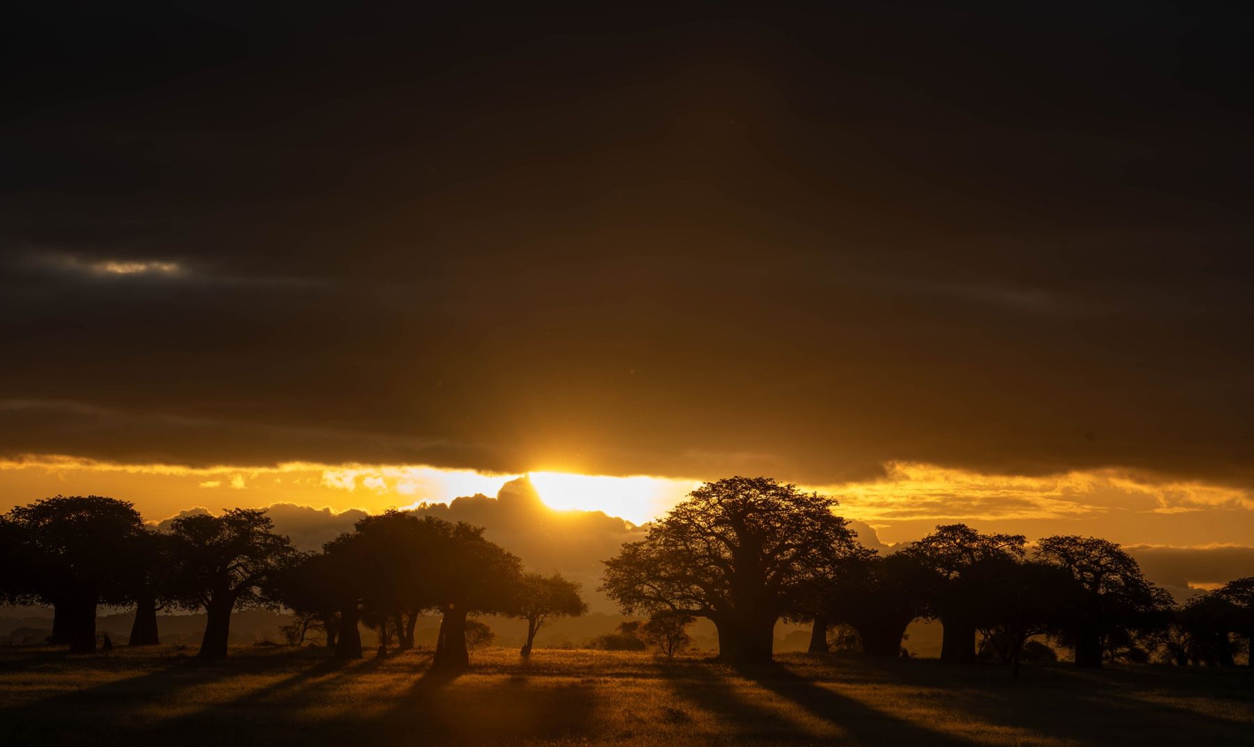 10 Days Classic Tanzania Safari