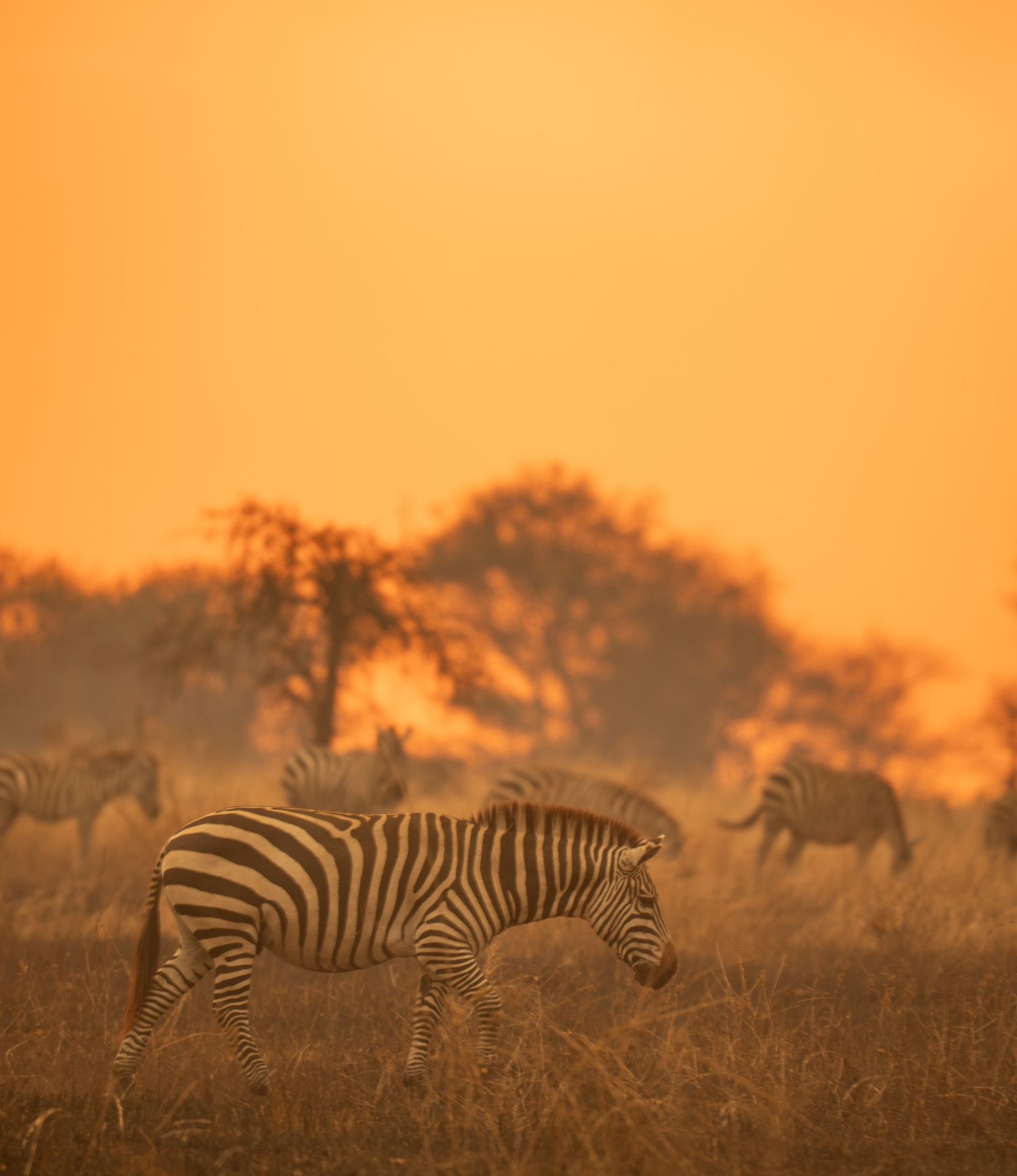 Manada de cebras entre polvo dorado al atardecer en el Serengeti